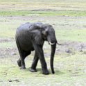 BWA NW Chobe 2016DEC04 NP 053 : 2016, 2016 - African Adventures, Africa, Botswana, Chobe National Park, Date, December, Month, Northwest, Places, Southern, Trips, Year